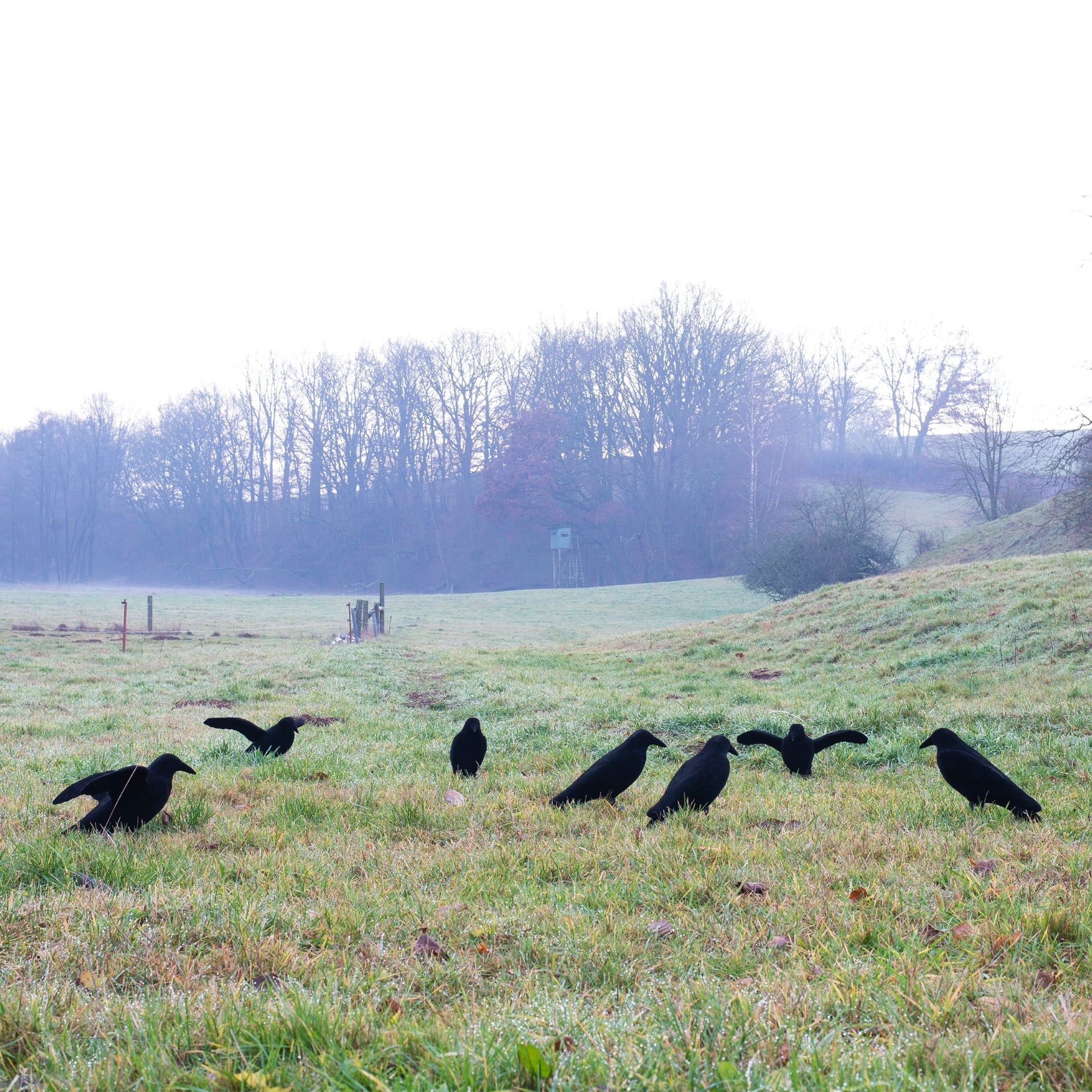 Eurohunt beflockter Ganzkörper-Lockvogel Krähe