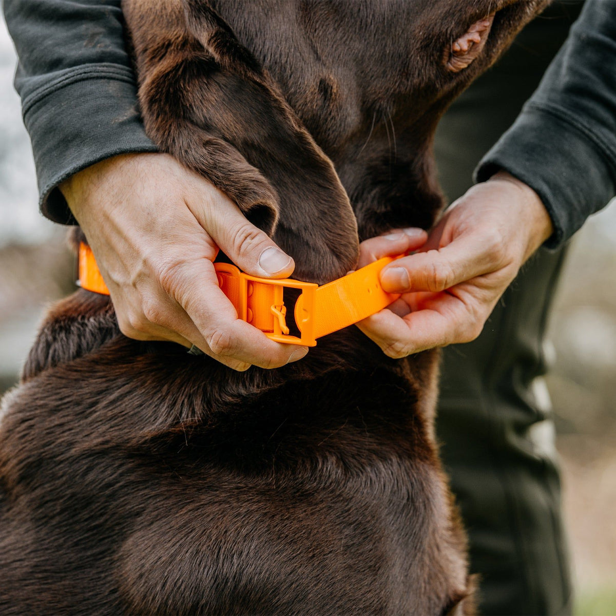 HP&G Hundehalsband – orange, 65 × 2.5 cm