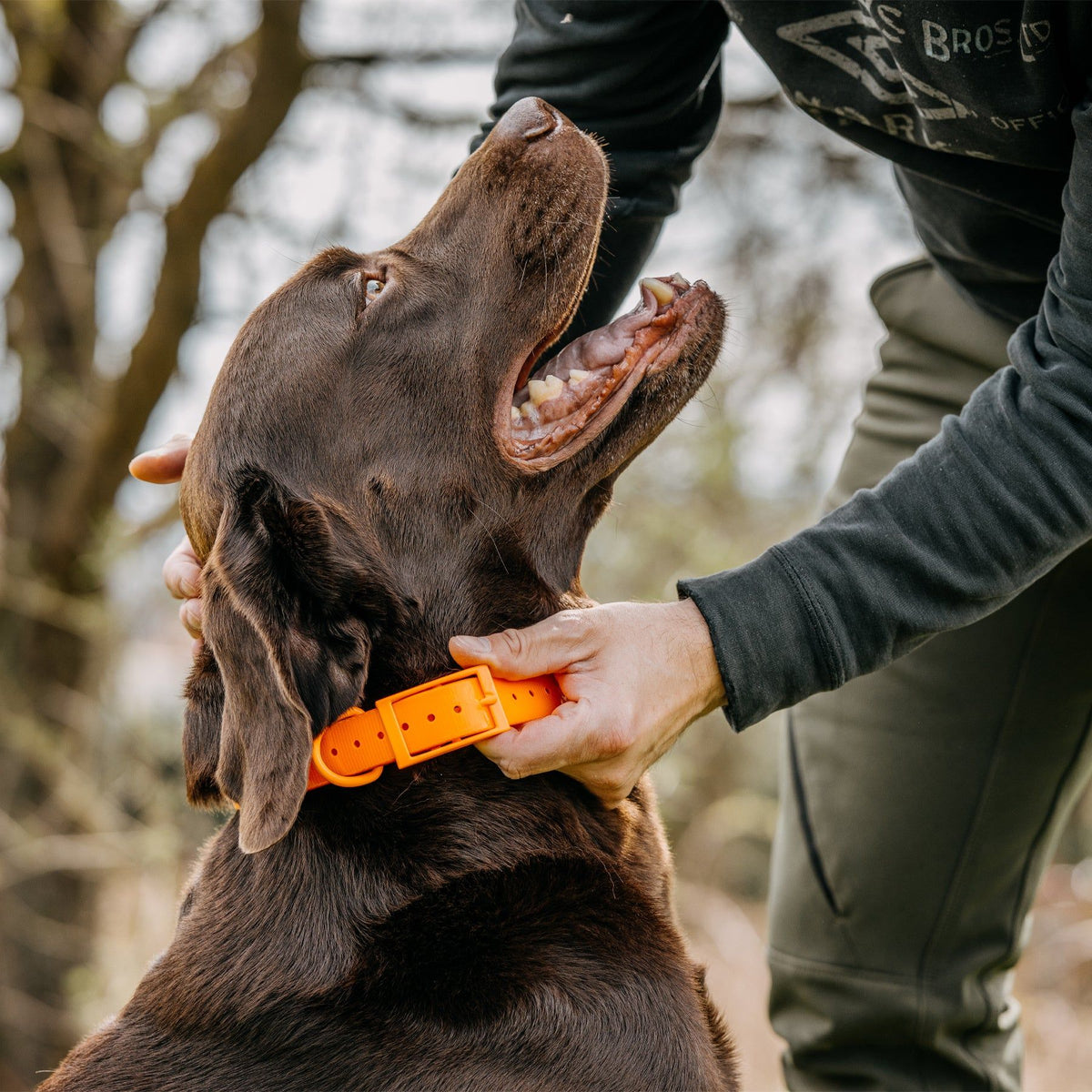 HP&G Hundehalsband – orange, 65 × 2.5 cm