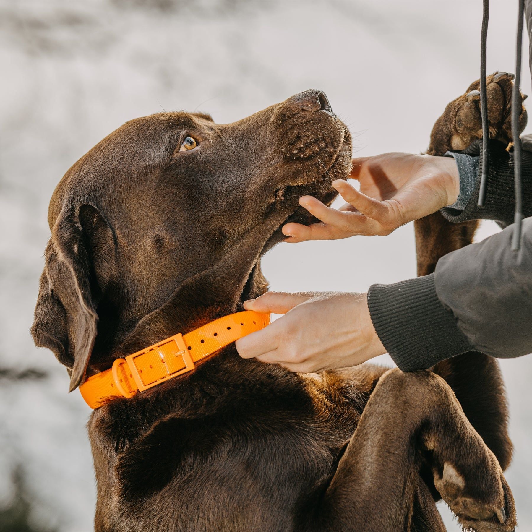 HP&G Hundehalsband – orange, 65 × 2.5 cm