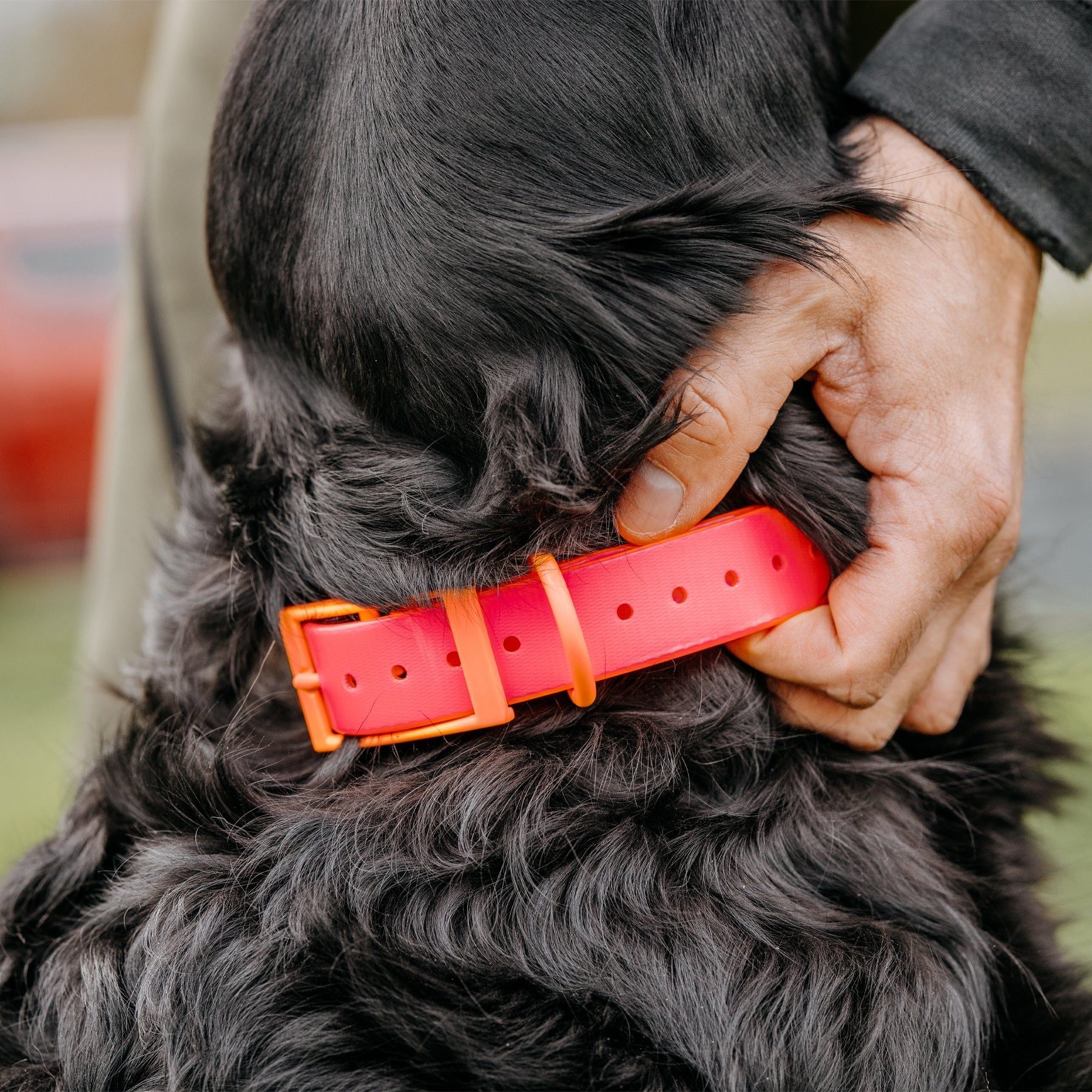 HP&G Hundehalsband – pink, 65 × 2.5 cm