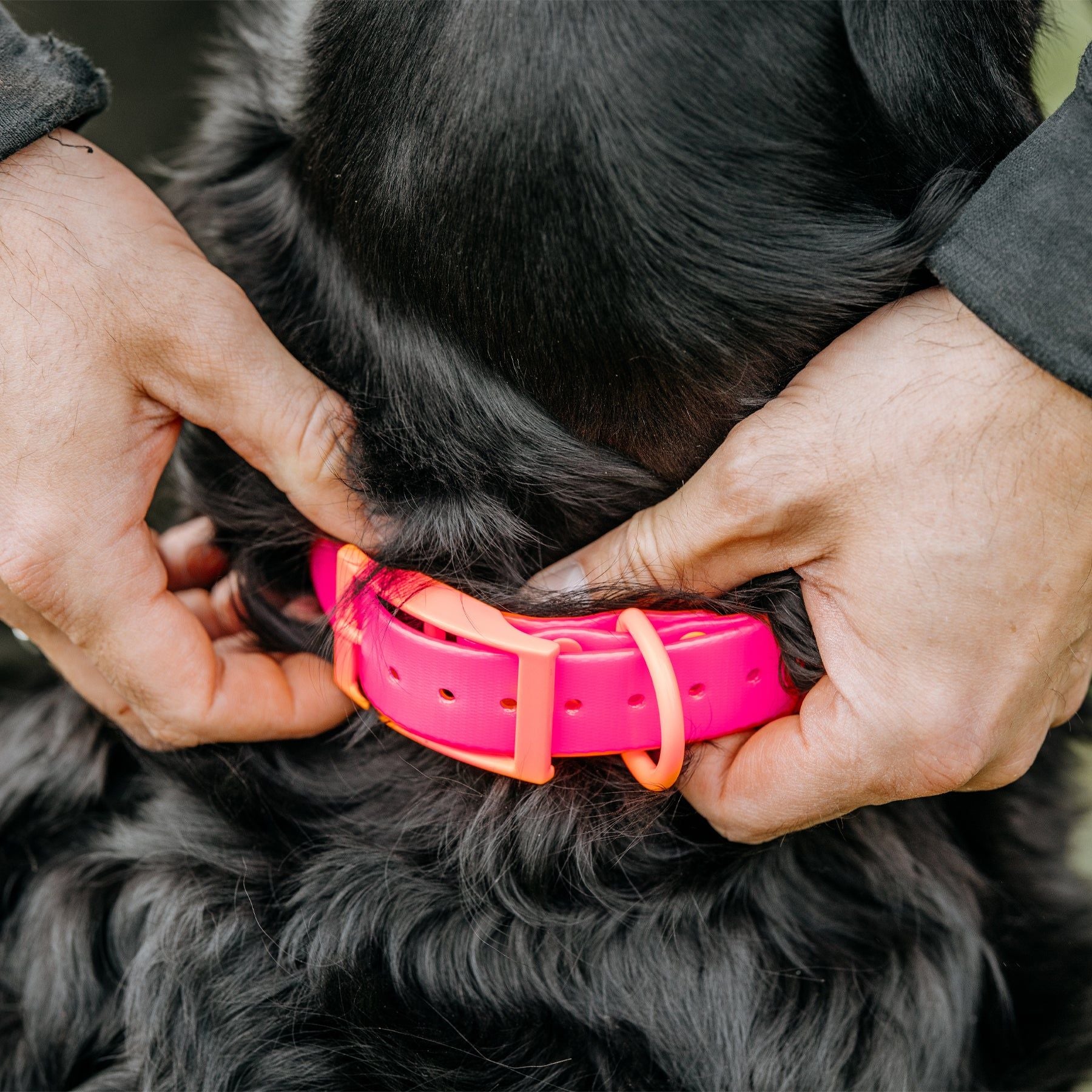 HP&G collare per cane – rosa, 45 × 1.9 cm