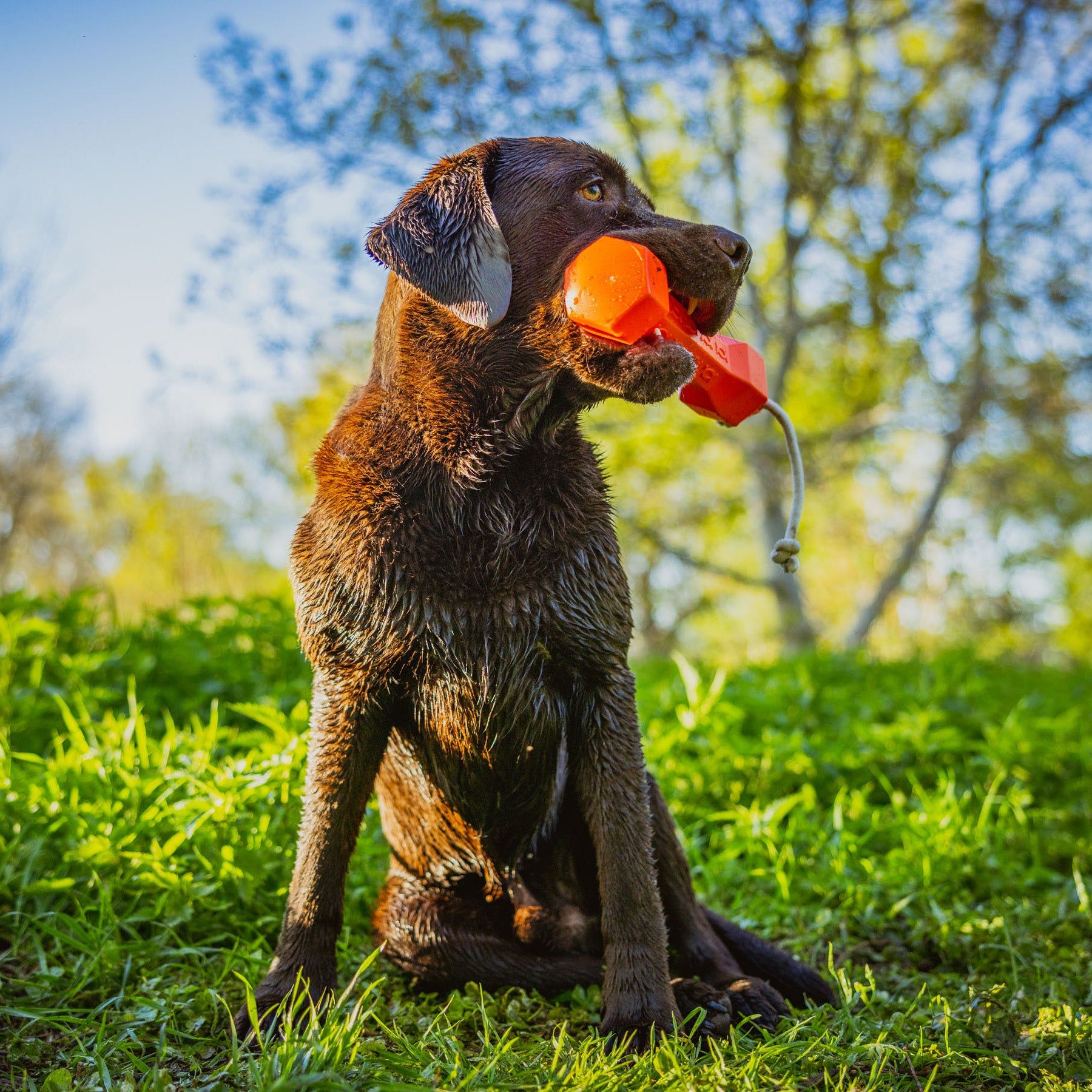 HP&G dummy equilibrado para adiestramiento – 320 g, naranja