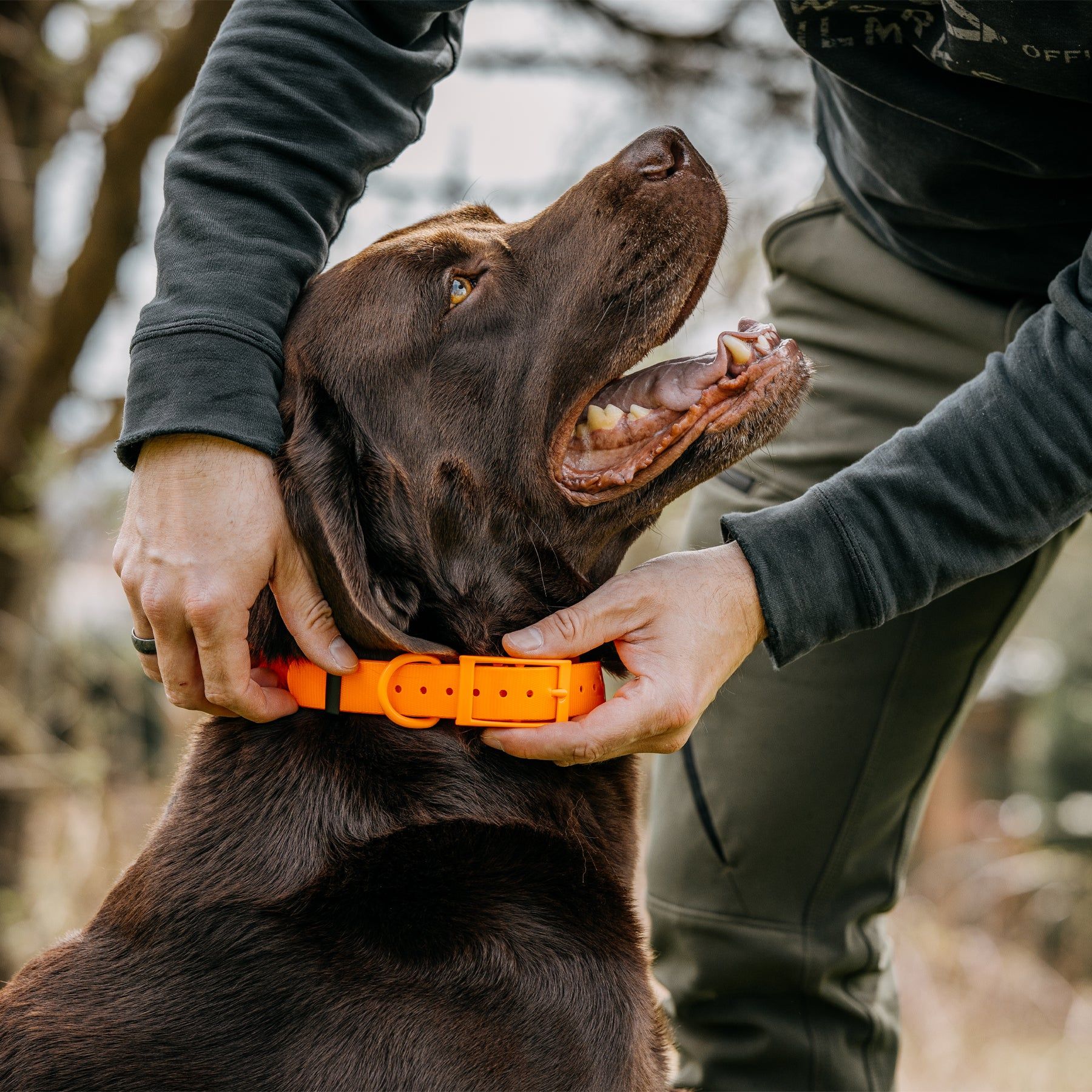 HP&G collare per cane – arancione, 65 × 2.5 cm