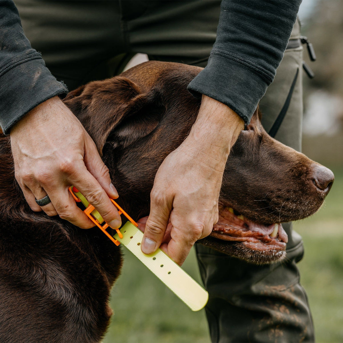 HP&G Hundehalsband – gelb, 65 × 2.5 cm