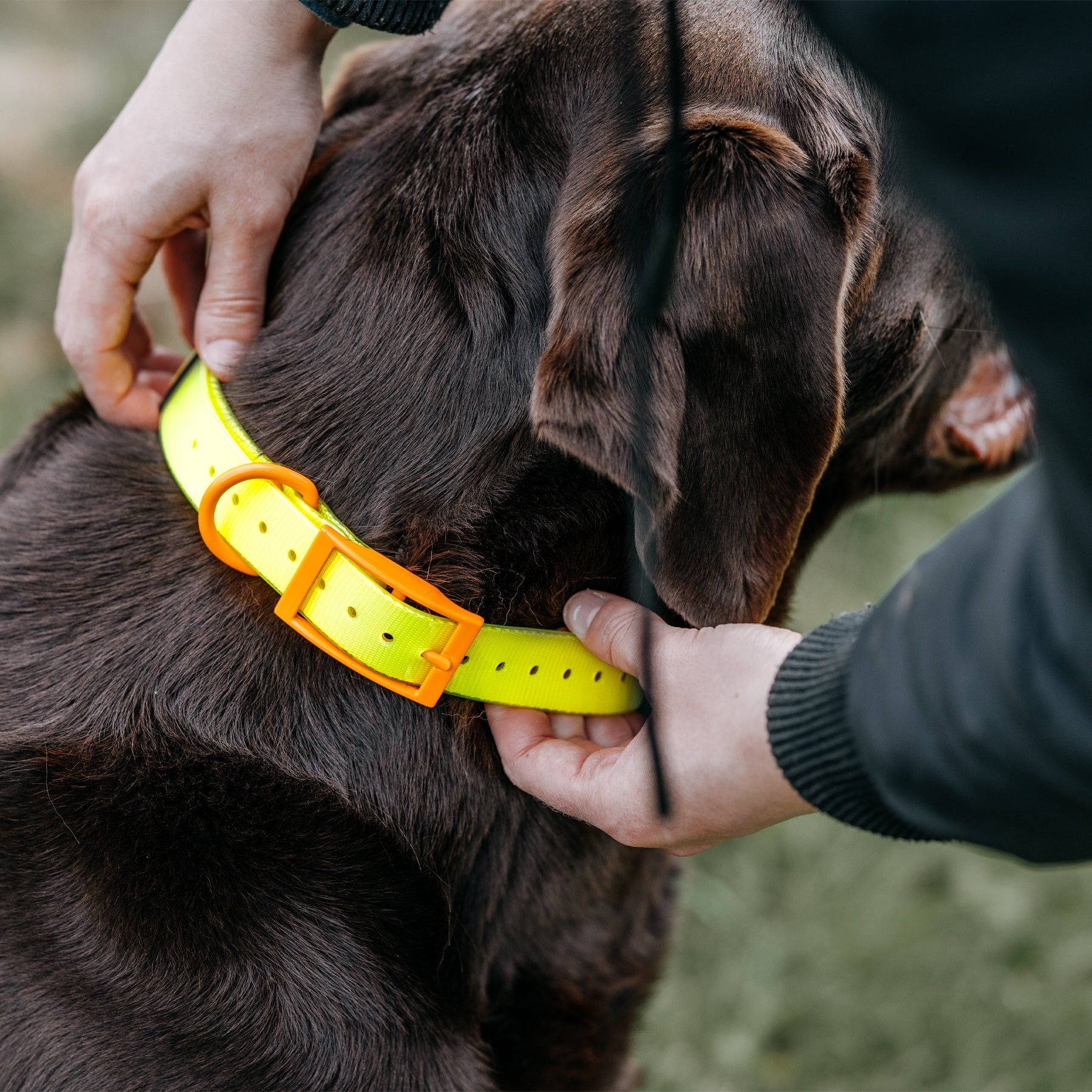 HP&G collar para perro – color amarillo, 65 × 2.5 cm