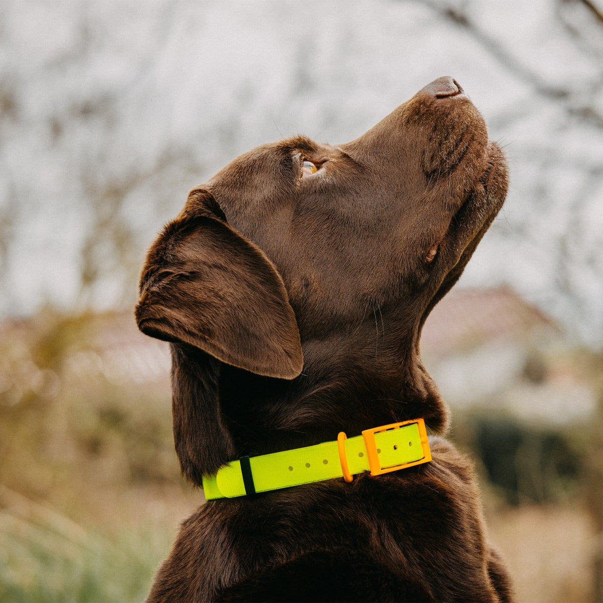 HP&G collar para perro – color amarillo, 65 × 2.5 cm