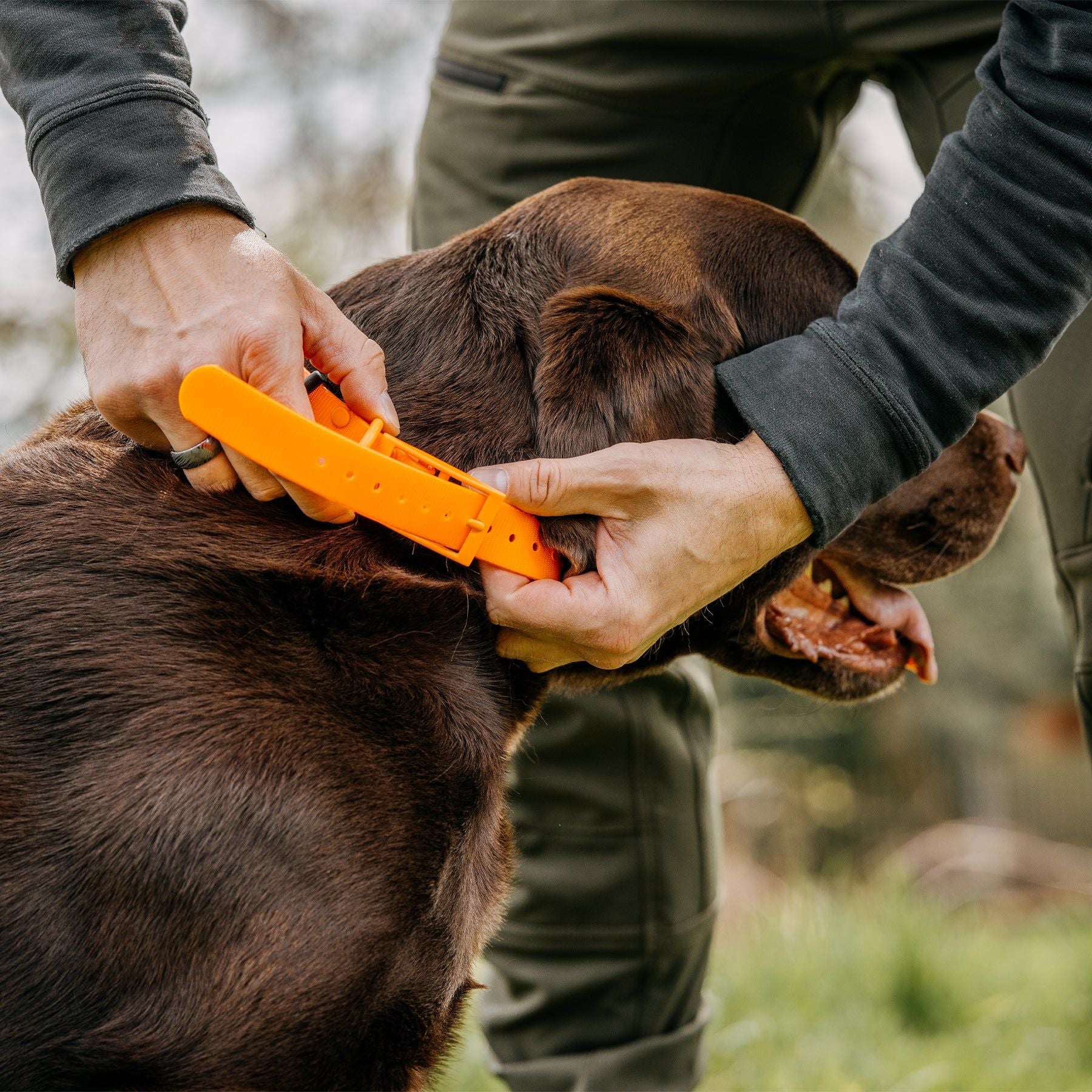 HP&G Hundehalsband – orange, 45 × 1.9 cm